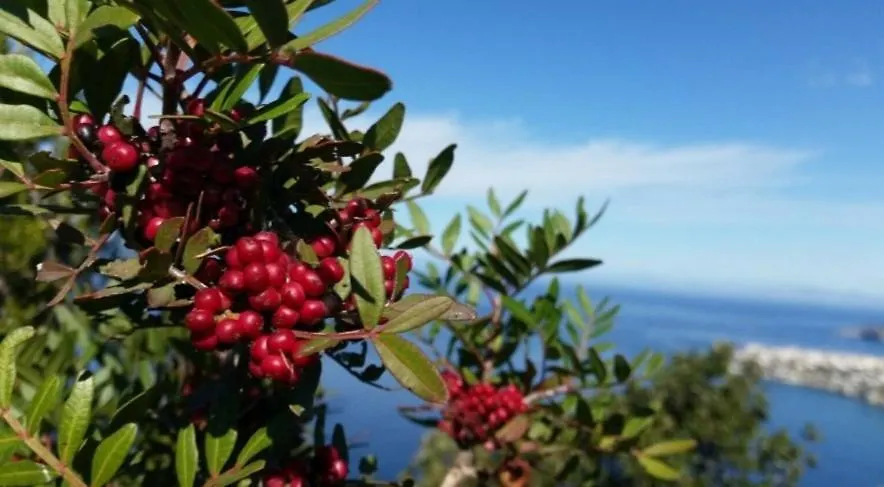 Apartmán Il Vecchio Lentisco Alghero